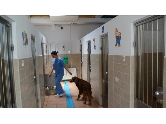 MarcoVet - Hotel animale Voluntari, Ilfov