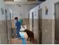 MarcoVet - Hotel animale Voluntari, Ilfov