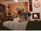 Casa de vacanta Domestic - Cazare pentru amândoi Vistea de Sus, Brasov