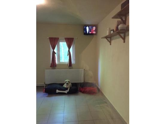 Ringstar Pet Hotel - Hotel animale sector 1, Bucuresti