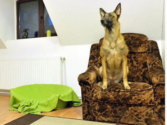 Ringstar Pet Hotel - Hotel animale sector 1, Bucuresti