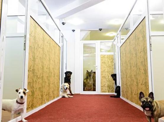 Ringstar Pet Hotel - Hotel animale sector 1, Bucuresti