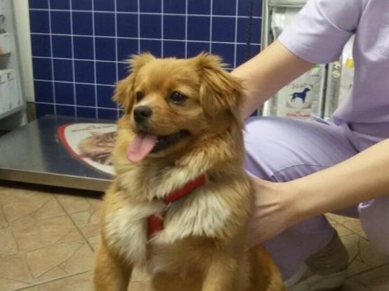 Bernie Exim - Cabinet veterinar sector 6, Bucuresti