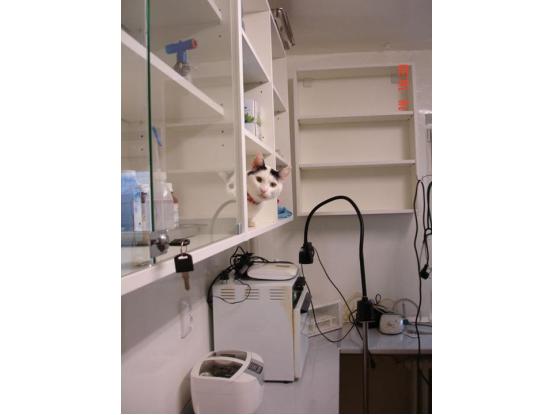 Bernie Exim - Cabinet veterinar sector 6, Bucuresti