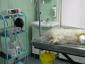 TrickVet Tineretului - Cabinet veterinar sector 4, Bucuresti