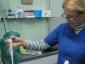 TrickVet Berceni - Cabinet veterinar sector 4, Bucuresti