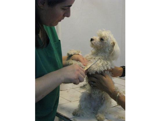 TrickVet Berceni - Cabinet veterinar sector 4, Bucuresti