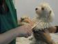 TrickVet Berceni - Cabinet veterinar sector 4, Bucuresti