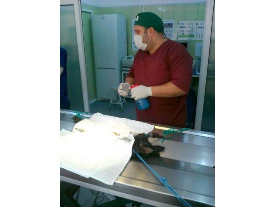 TrickVet Berceni - Cabinet veterinar sector 4, Bucuresti