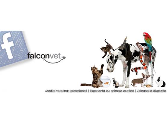 FalconVet - Cabinet veterinar sector 2, Bucuresti
