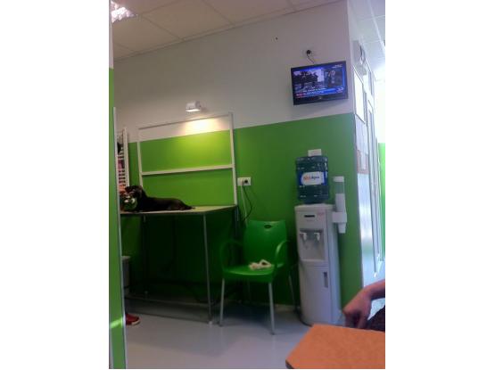 Nobil Vet - Cabinet veterinar sector 1, Bucuresti