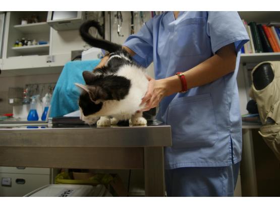 Speedvet - Cabinet veterinar sector 5, Bucuresti