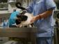 Speedvet - Cabinet veterinar sector 5, Bucuresti