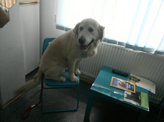 Family Vet Care - Cabinet veterinar Mogosoaia, Ilfov