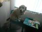 Family Vet Care - Cabinet veterinar Mogosoaia, Ilfov