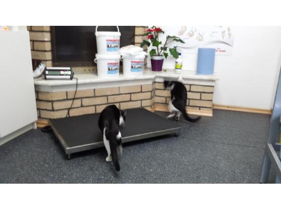 Family Vet Care - Cabinet veterinar Mogosoaia, Ilfov