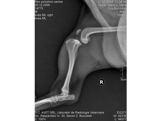 Family Vet Care - Cabinet veterinar Mogosoaia, Ilfov