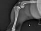 Family Vet Care - Cabinet veterinar Mogosoaia, Ilfov