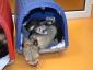 FalconVet - Cabinet veterinar sector 2, Bucuresti